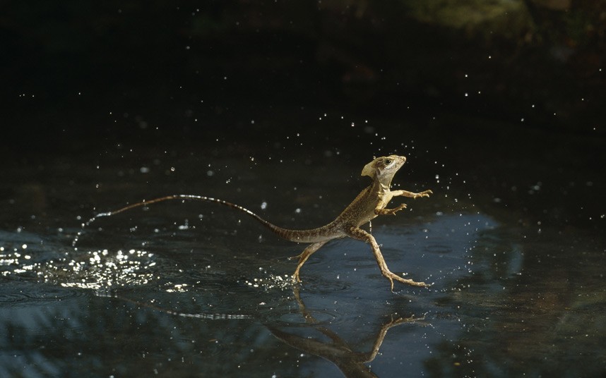 Jesus-Lizard-by-Stephen-Dalton.jpg