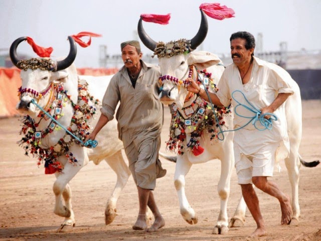 horse-and-cattle-show-pakistan-bull-race.jpg