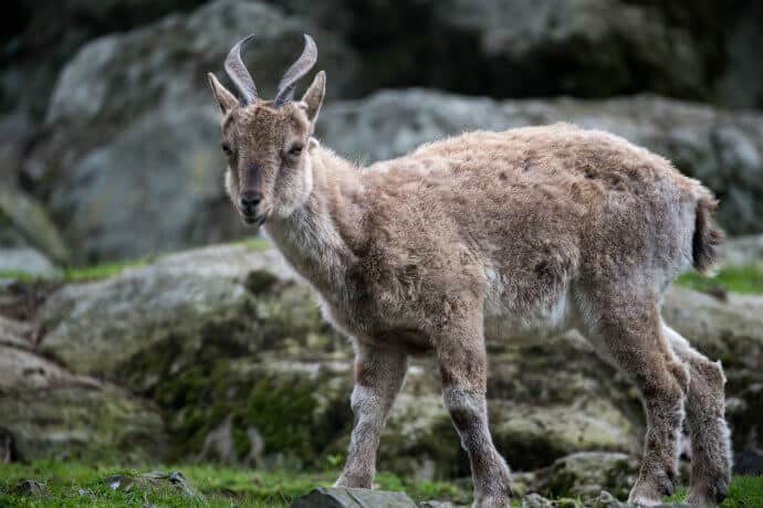 Markor-Pictures-Markhor-Standing-in-Grass.jpg