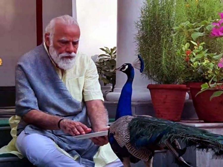 Narendra-Modi-with-peacock_1741b069e4f_large.jpg