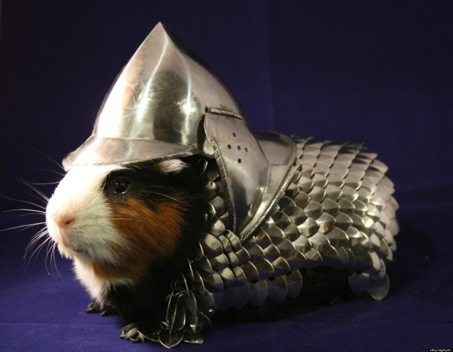 o-GUINEA-PIG-ARMOR-facebook.jpg