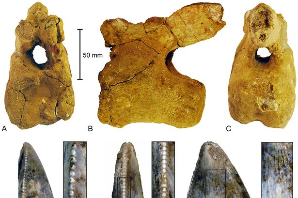 Dinosaur-remains-from-the-Adaffa-Formation-of-Saudi-Arabia-3000153.jpg