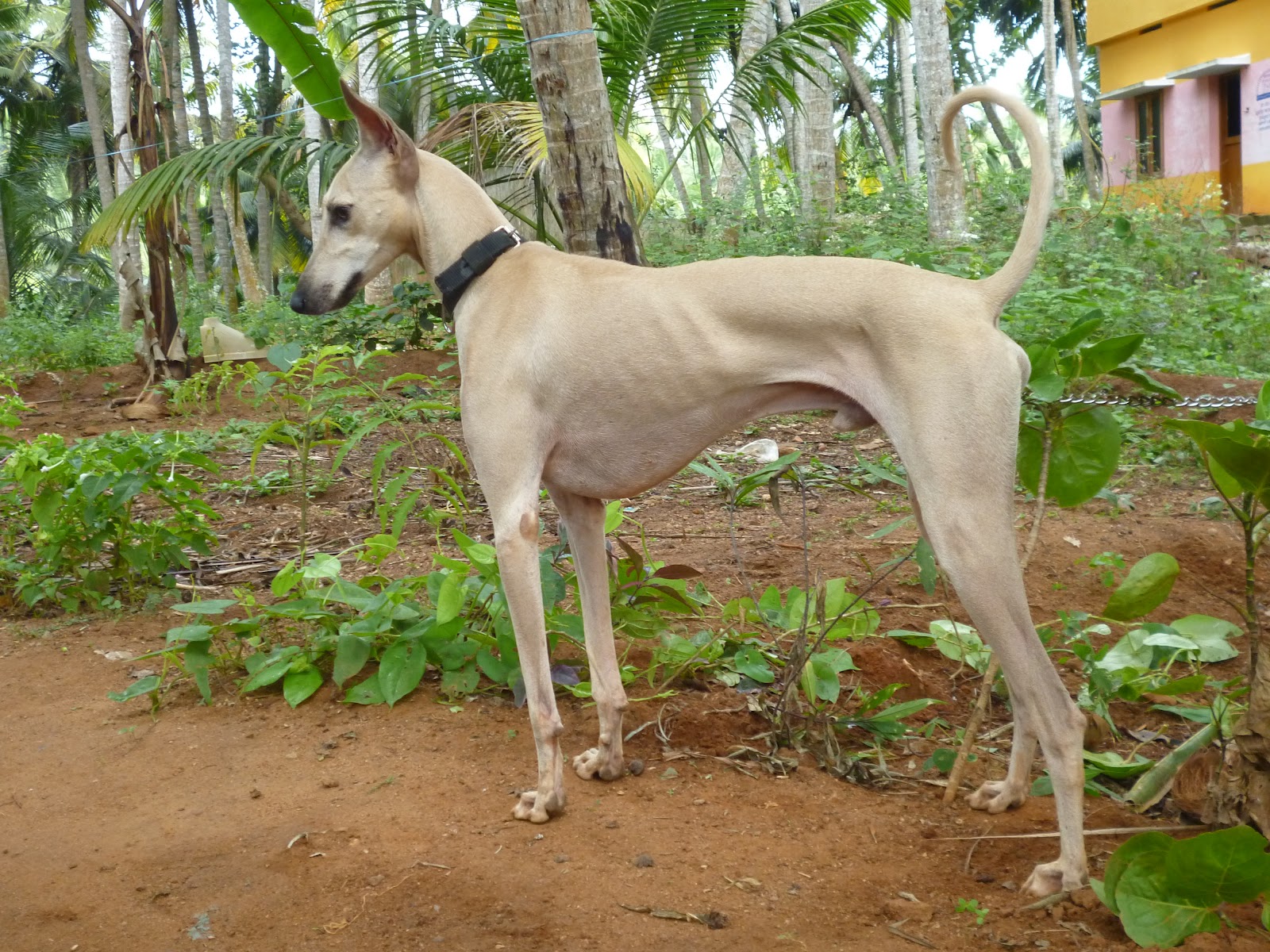 chippiparai-dog.jpg