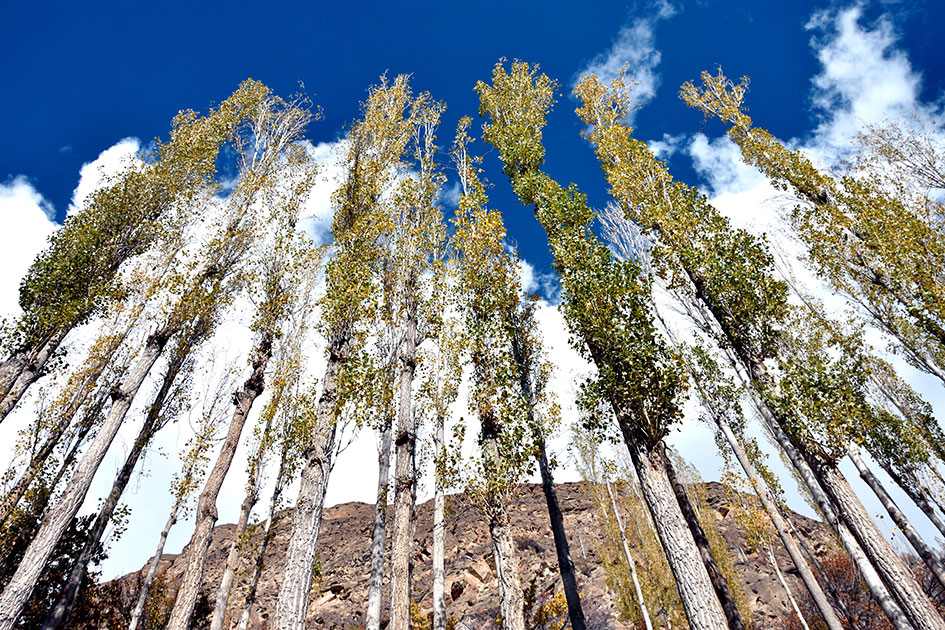 Lofty-poplar-trees-of-Hunza-.jpg