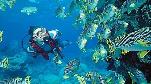 scuba-diving-500x500.jpg