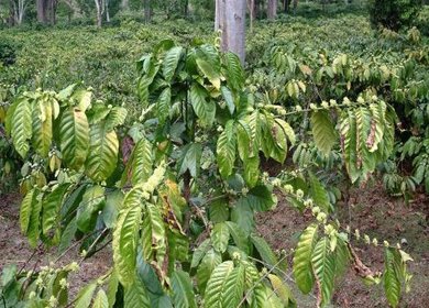 Coffee-Plantation-in-TamilNadu.jpg