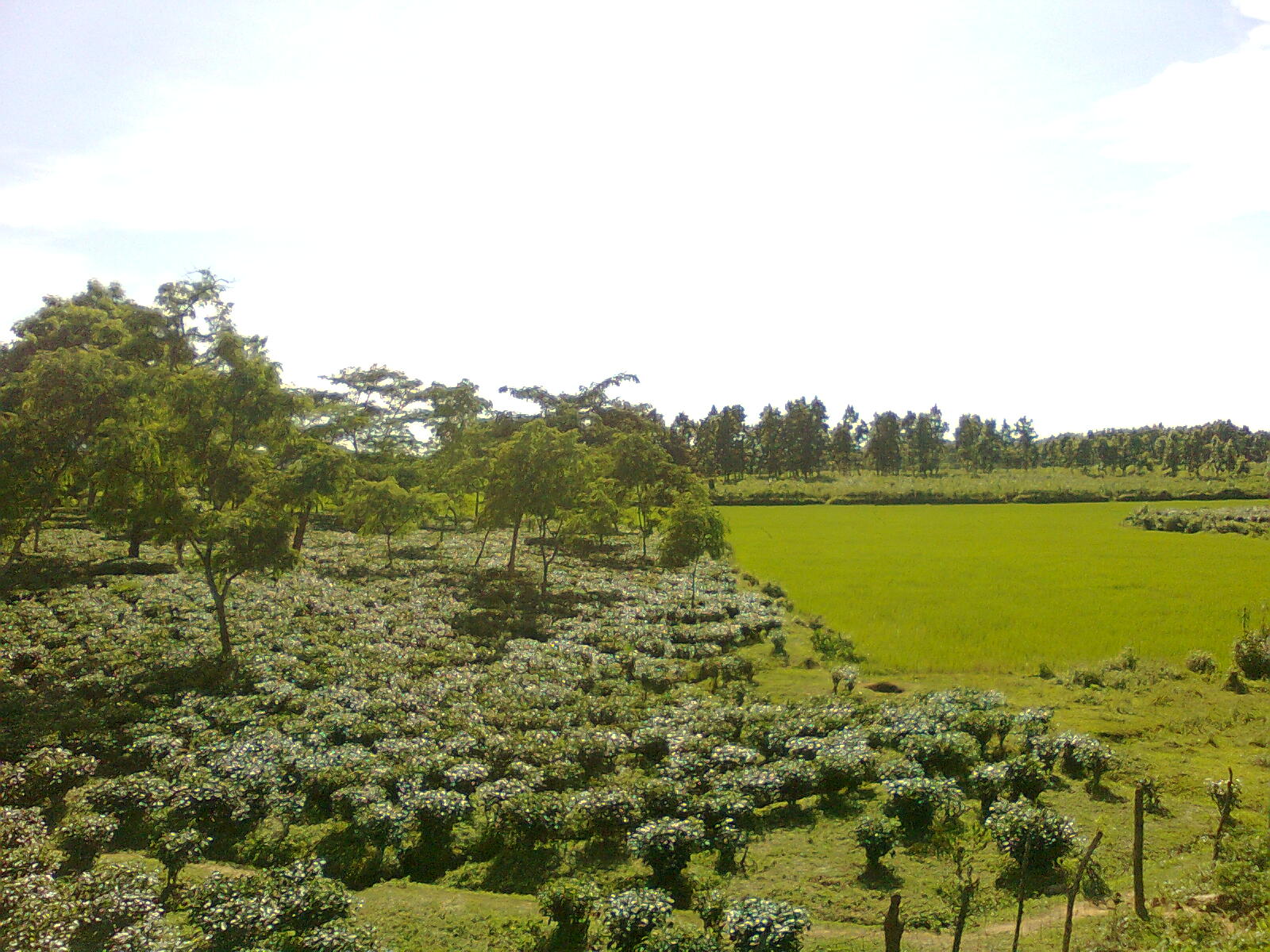 Landscape_of_Goalpara_District_of_Assam_3012.jpg
