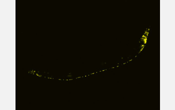 worms_neurons3_f.jpg