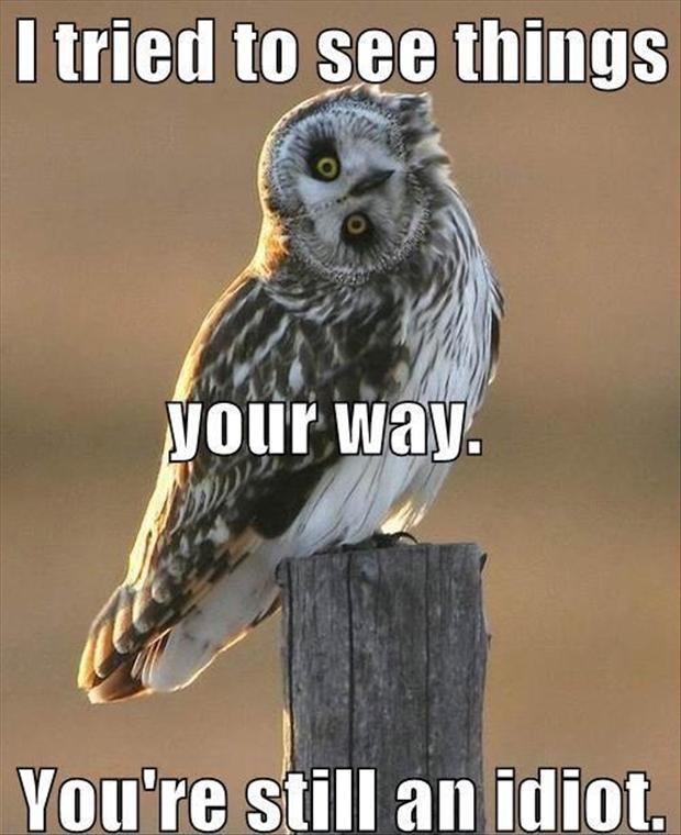 funny-quotes-from-owl.jpg