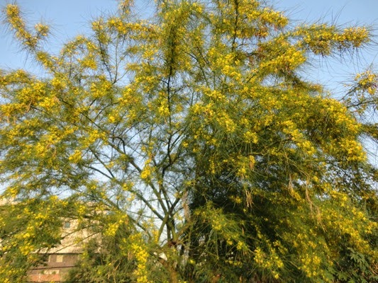 yellow+blooming+tree+chandigah+it+park.JPG