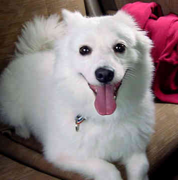 5960_american-eskimo-dog-89.jpg