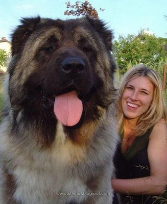 Biggest_dogs_006.jpg