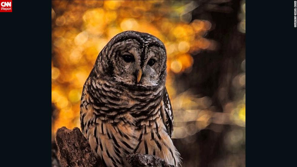 If you're hoping to hear a hooting owl, keep your eye out for the barred owl. 