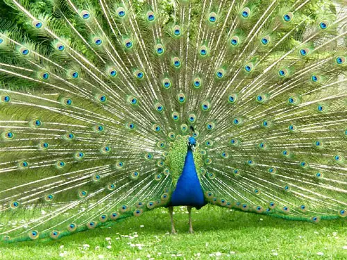 peacock-baby.jpg