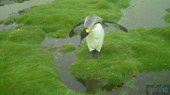 Penguin-Awkwardly-Jumps-Over-Water.gif