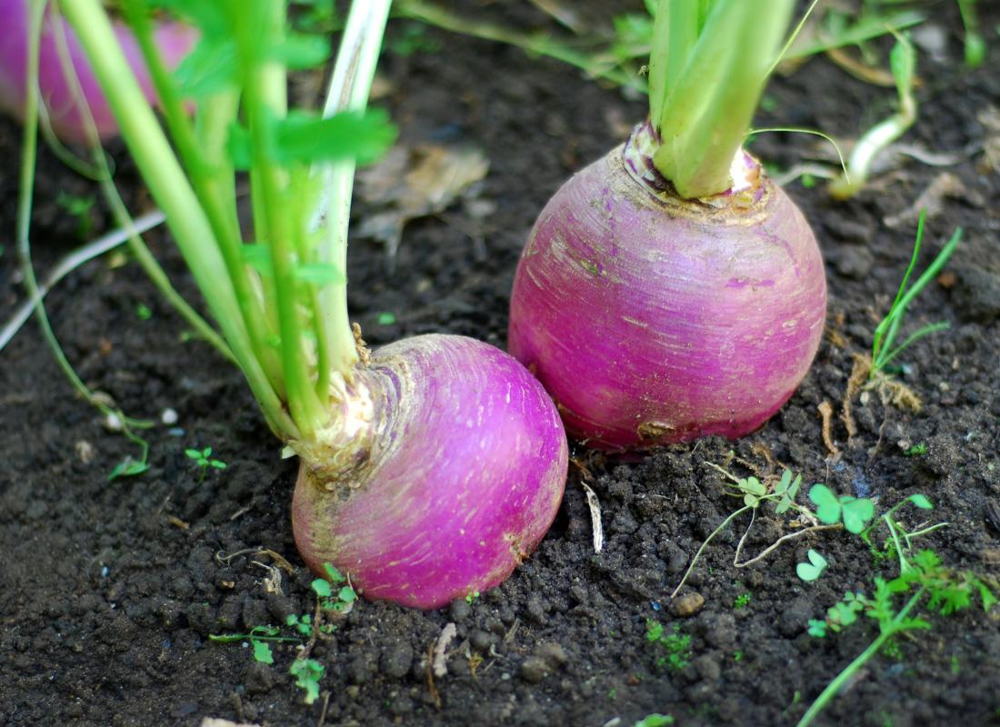 turnips.jpg