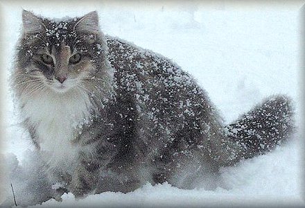 snowing-norwegian-forest-cat-photo.jpg