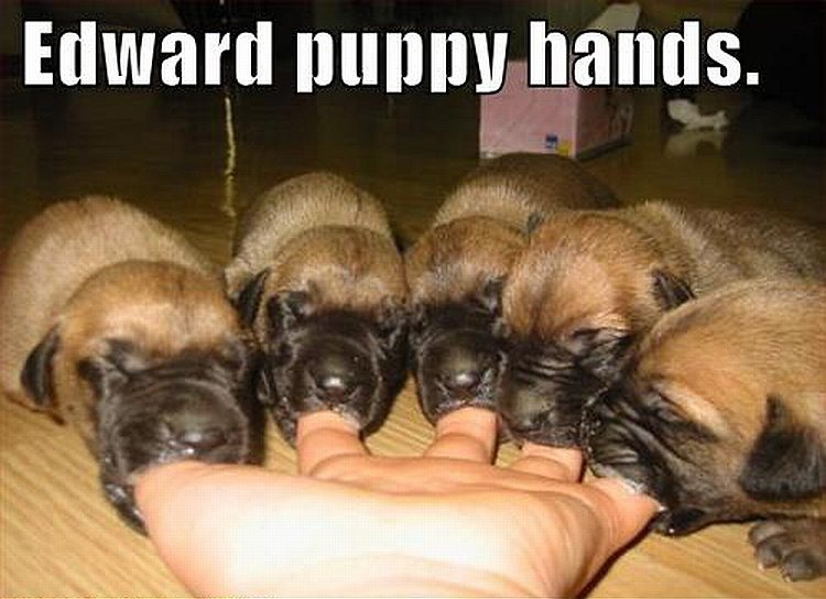 Edward_Puppy_Hand_thumb.jpg