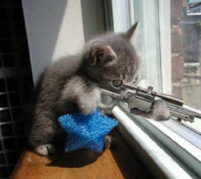 kitty_with_a_gun.jpg