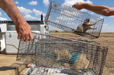 Picture of prairie dogs in cages being handled by biologists.