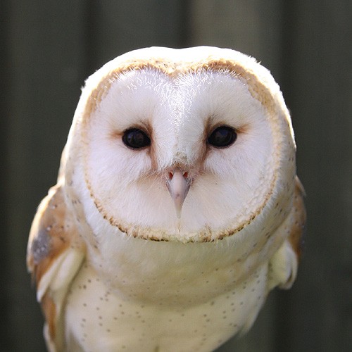 ollie-barn-owl-big.jpg
