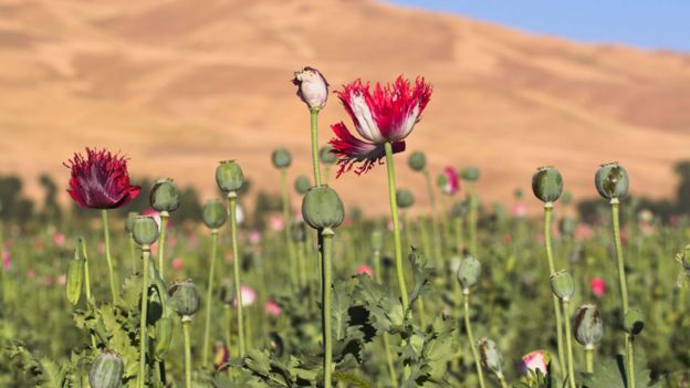 _106598772_poppy_976alamy.jpg