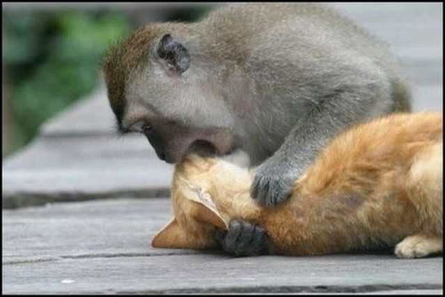 monkey-vs-cat-big.jpg