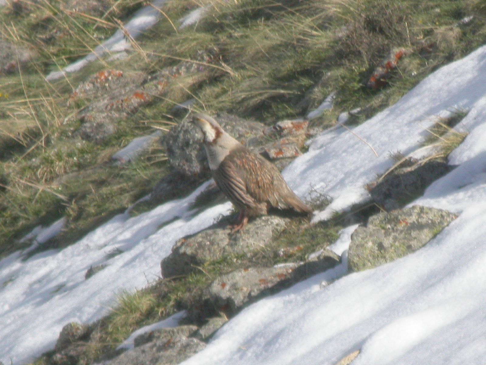 Himalayan_Snowcock.jpg