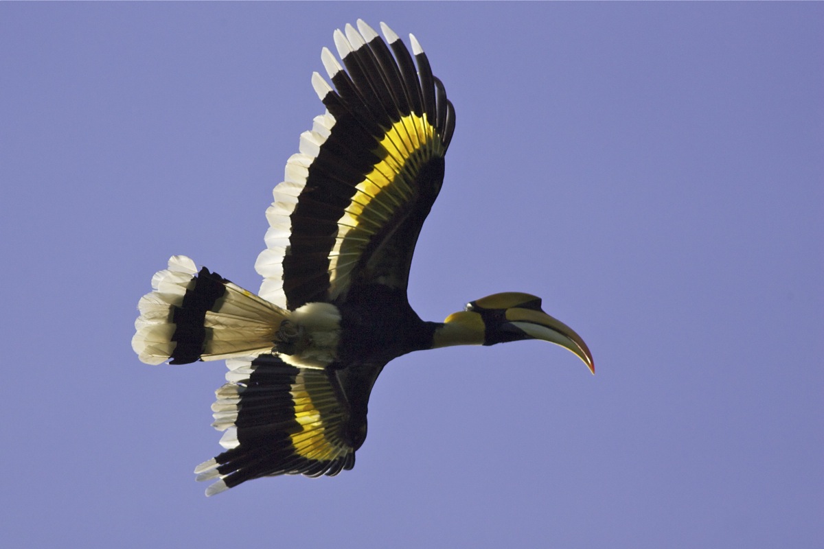 2010-12-30-great-hornbill-in-flight.jpg