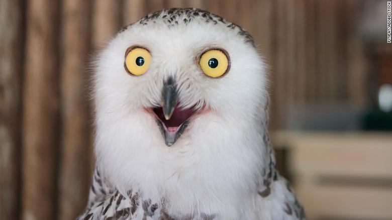 Owls are predatory creatures who take over the internet each year around the Super Bowl.