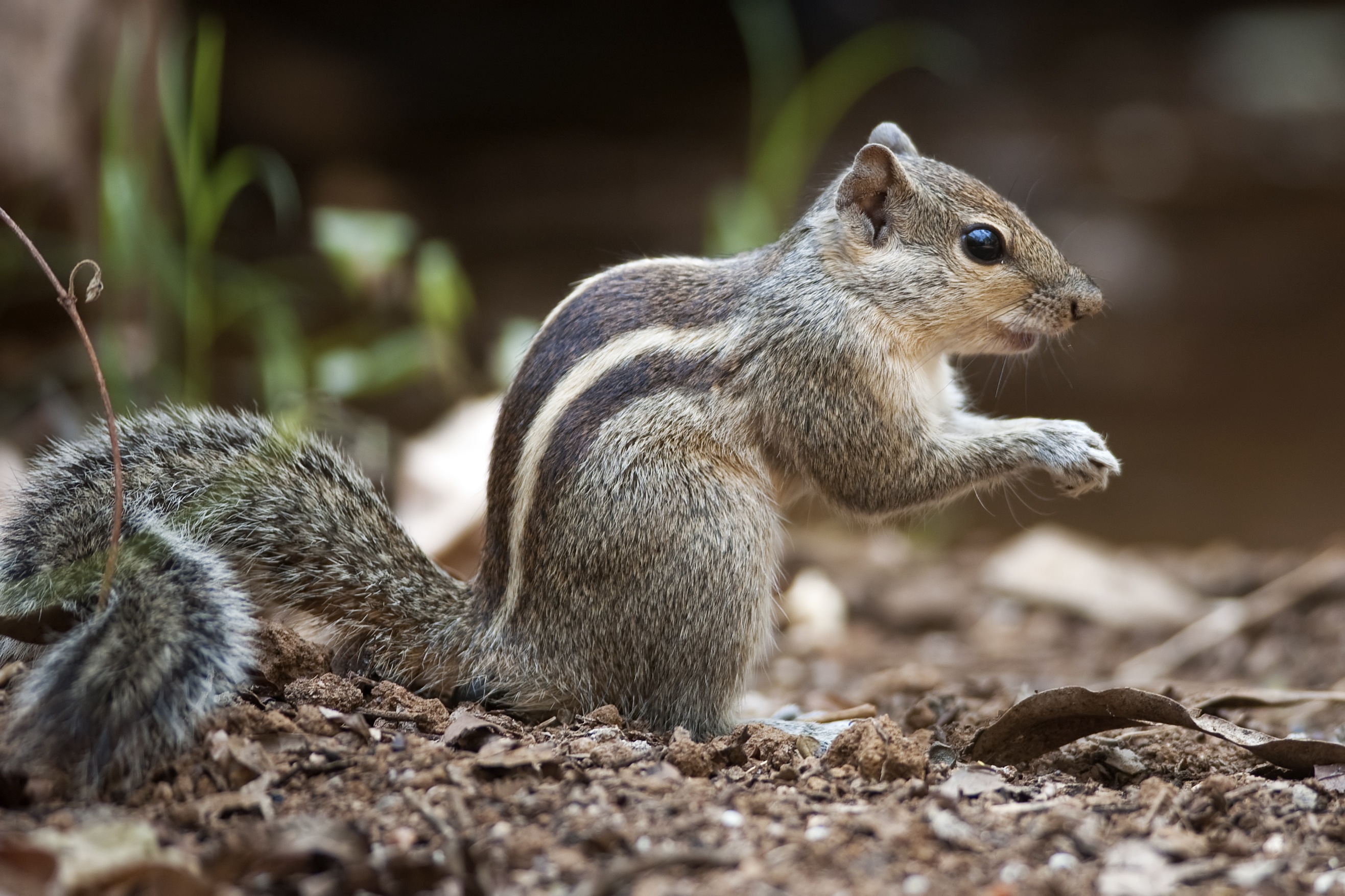 Funambulus_palmarum_%28Bengaluru%29.jpg