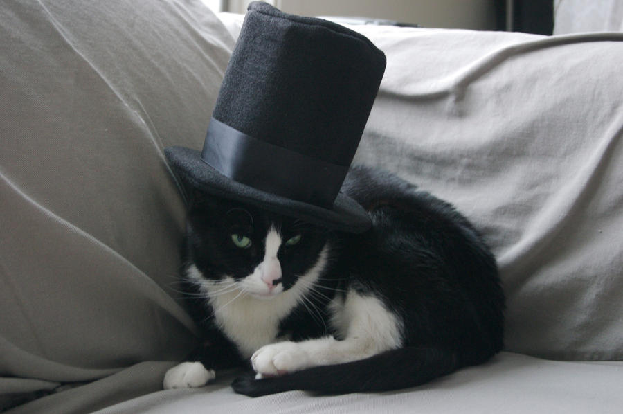 fancy_cat_by_frisbii-d3ajncw.jpg