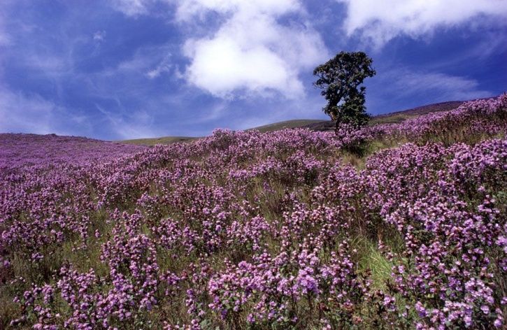 neelakurinji_munnar_1530790969_725x725.jpg