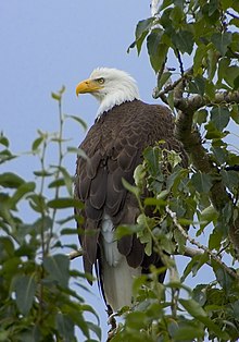 220px-Haliaeetus_leucocephalus-tree-USFWS.jpg