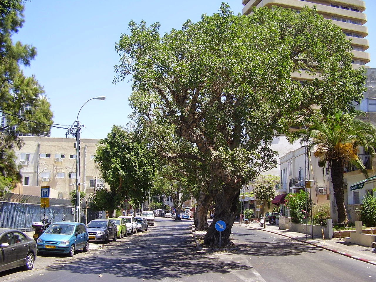 1280px-PikiWiki_Israel_8308_sycamore_trees_in_tel-aviv.jpg