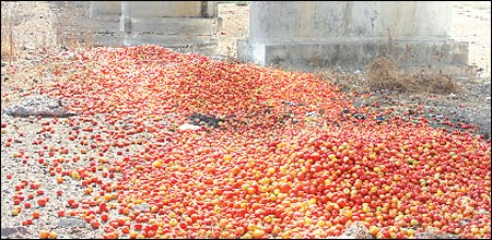 Tomato%2BDumped%2Bby%2BFarmers%2BIndia.JPG