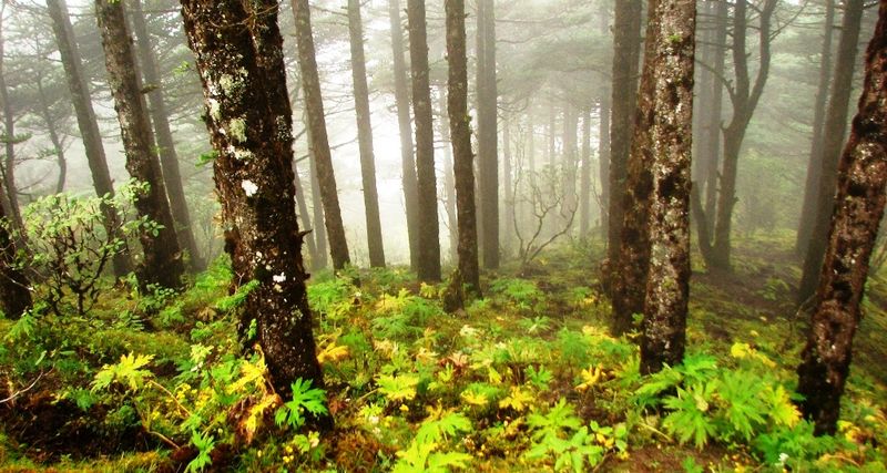 inside-singalila-national-park.jpg