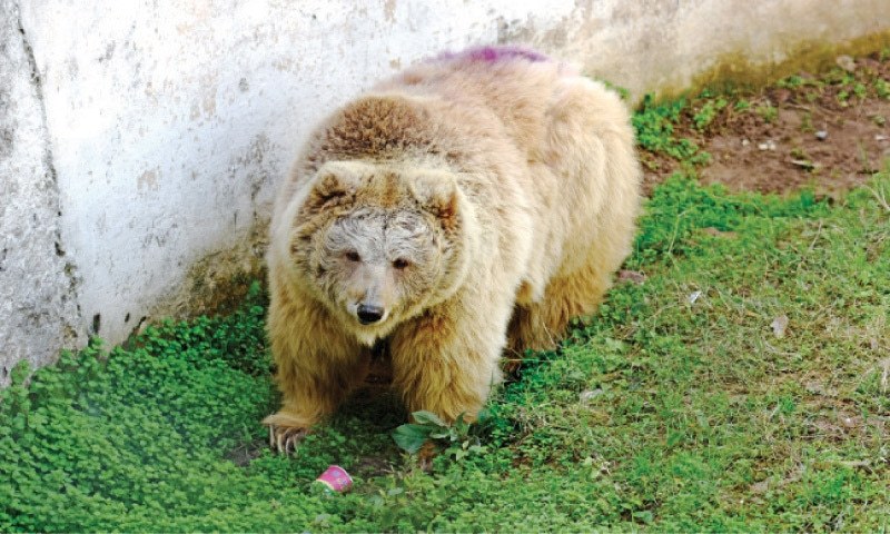 One of the two Himalayan bears at Marghazar Zoo. — File photo