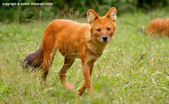 CRW_7795_dhole.jpg