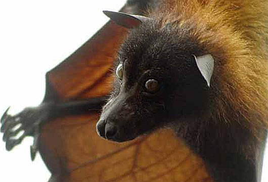 golden-crowned-giant-flying-fox-head.jpg