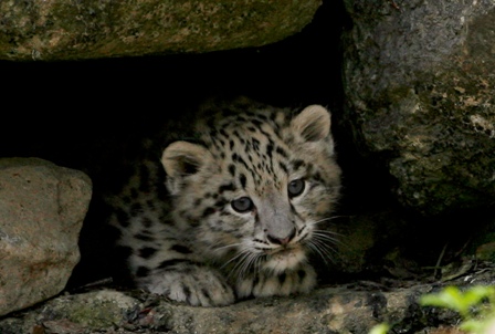 2054728-snowleopard-1568274675.jpg
