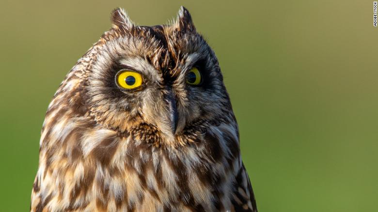 Short-eared owl chooses a variety of landscapes to make their home. 