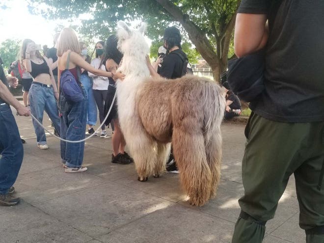 therapy-llama-protests-oregon.jpg