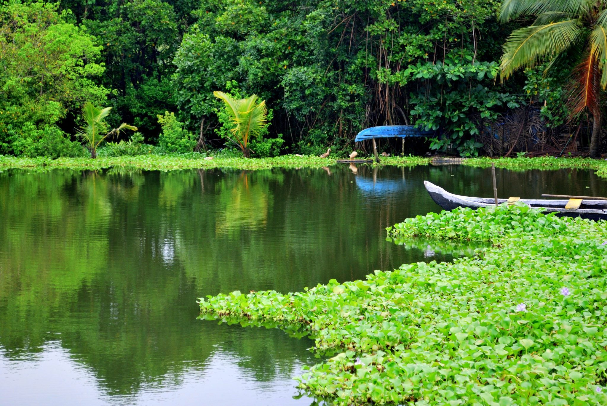 kerala-backwaters.jpg