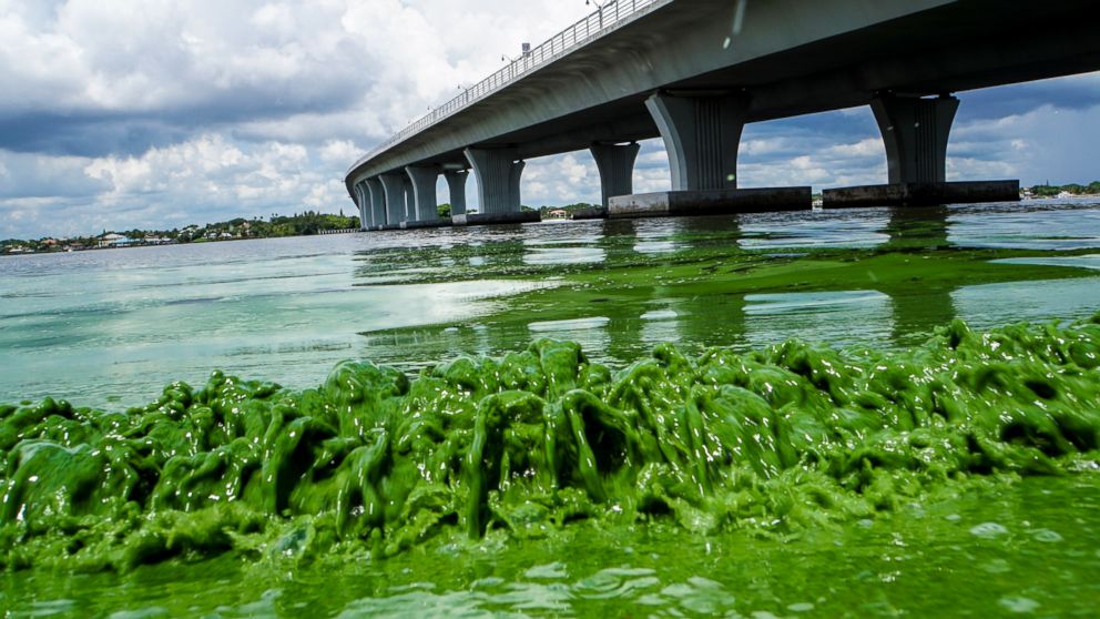 AP_algae_emergency_03_as_160704_16x9_992.jpg