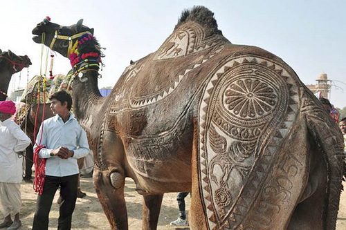 Pakistan-Camel-beauty-festival-1.jpg