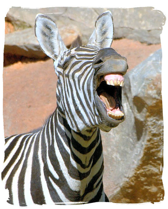 mountain-zebra-laughing-flickr-mountainzebranationalpark.jpg