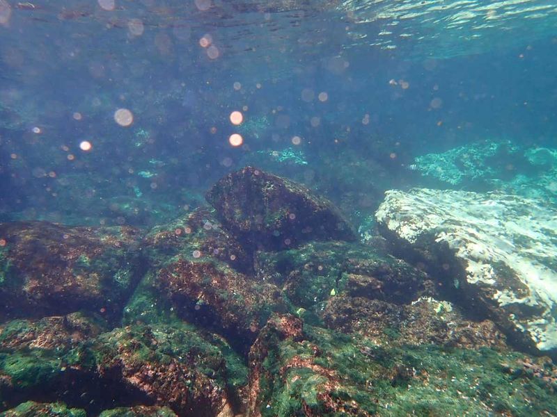 Pakistan corals bleaching