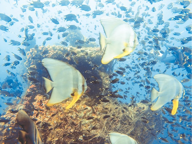 These teira batfish were very friendly | Photo by the writer