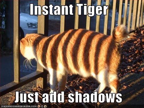funny-pictures-your-cat-has-tiger-stripes.jpg